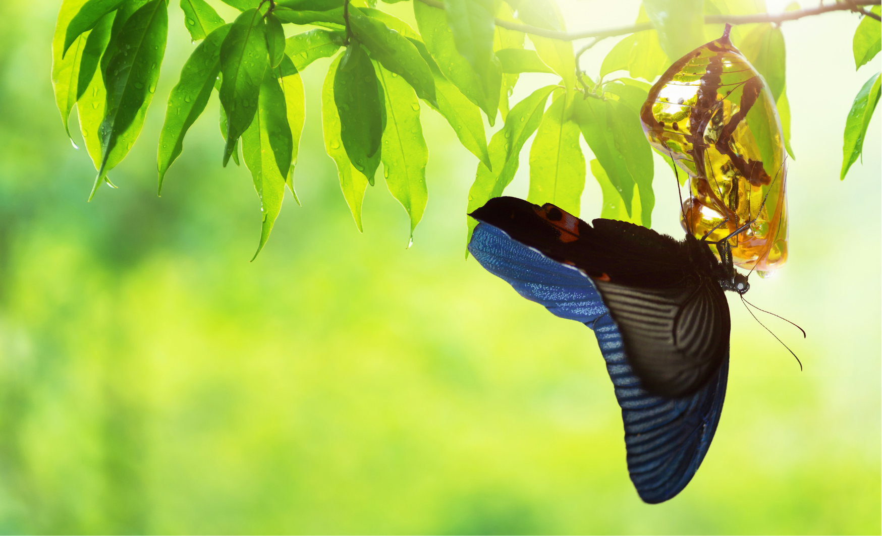 Tavasz – A Fa elem erősítése